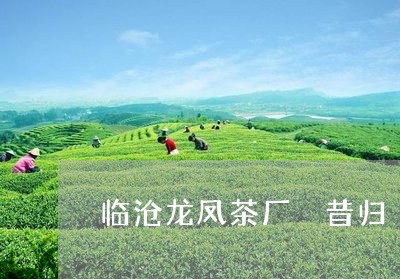 临沧龙凤茶厂 昔归/2023041415258